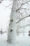 thn_CRW_8403.jpg